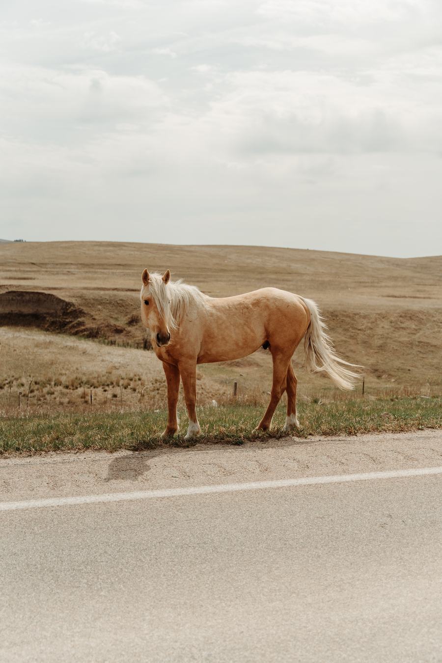 Roadside Palomino — Nature work by Eternal Seconds Creative