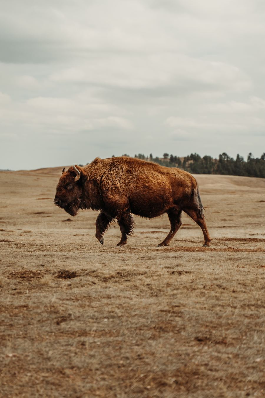 Badlands Bison — Nature work by Eternal Seconds Creative