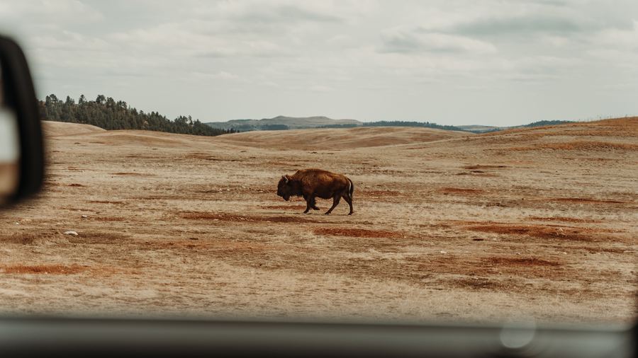Bison Through the Windshield — Nature work by Eternal Seconds Creative